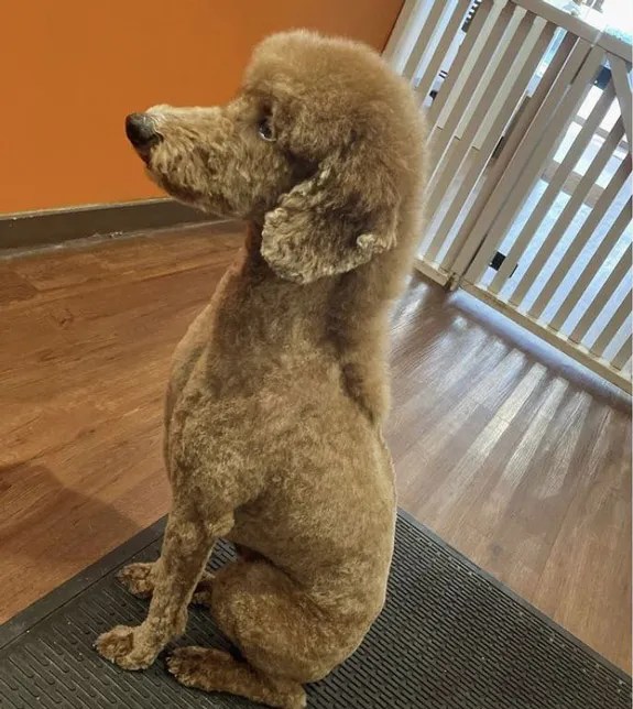 41 AweInspiring Dog Mullet Ideas To Make Your Pet Stand Out