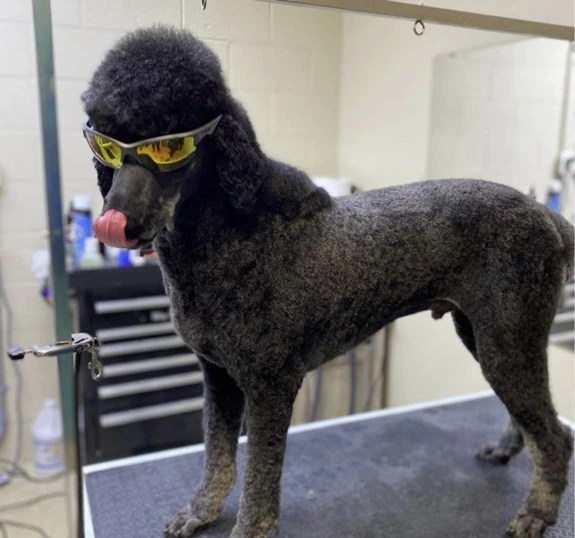 41 AweInspiring Dog Mullet Ideas To Make Your Pet Stand Out