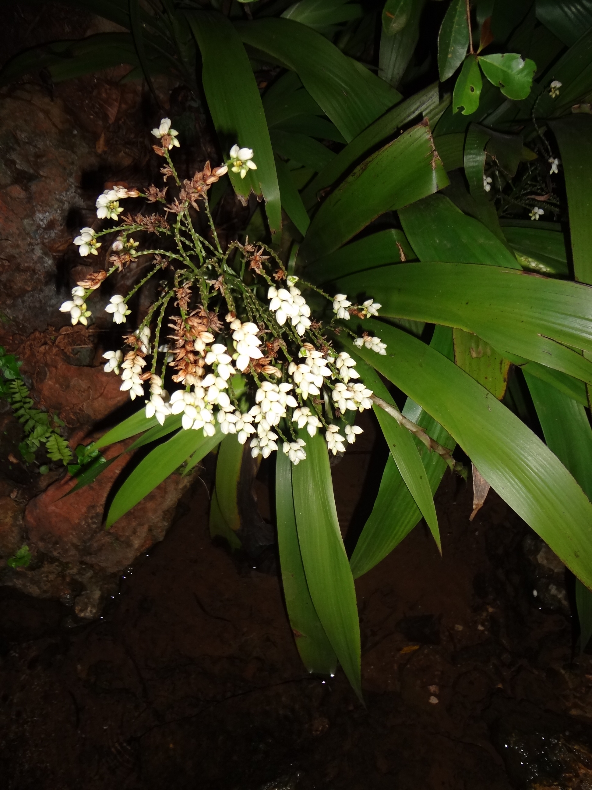 What is this Plant??? Haiti Flora
