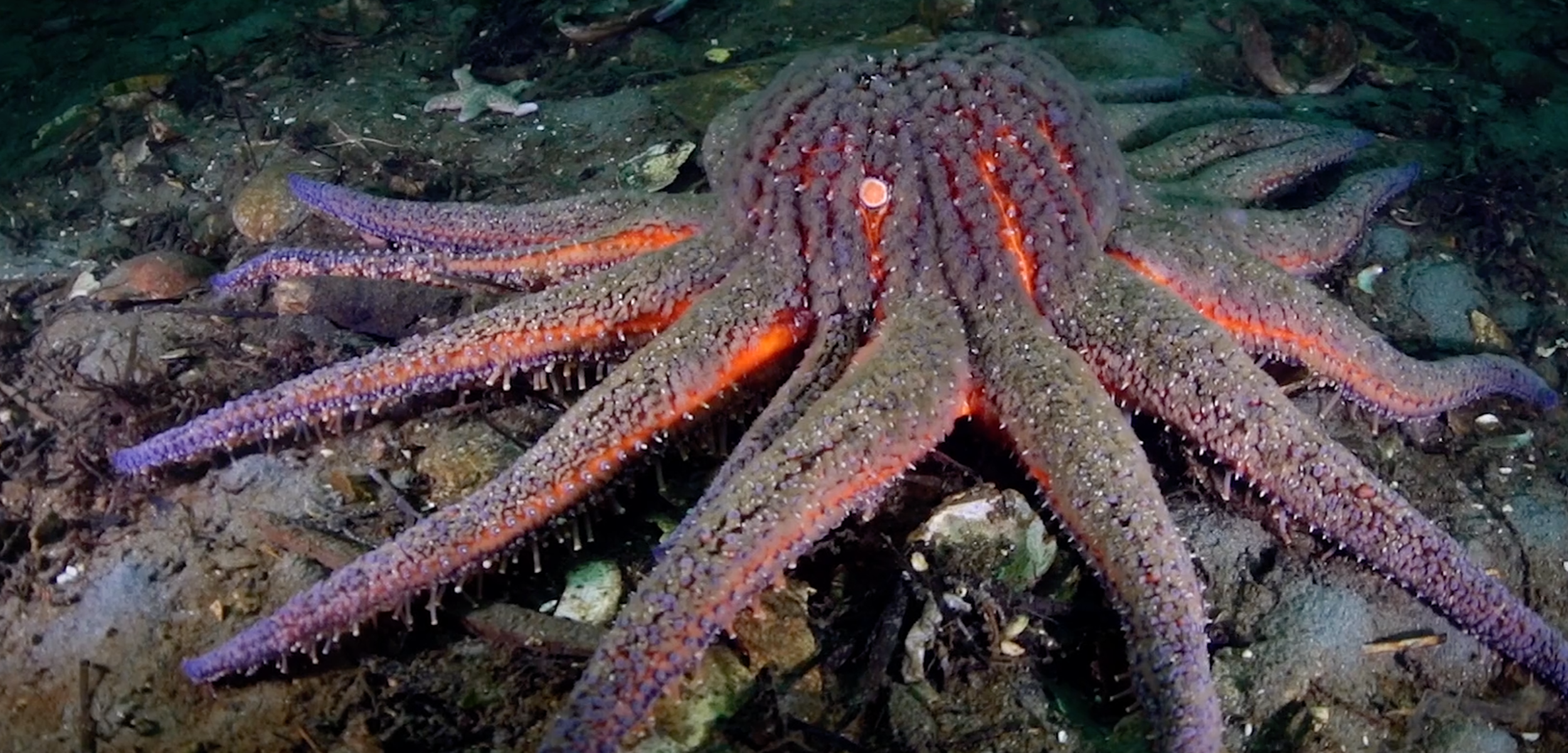 Sunflower Star Imperiled by Sea Star Wasting Epidemic Hakai Institute