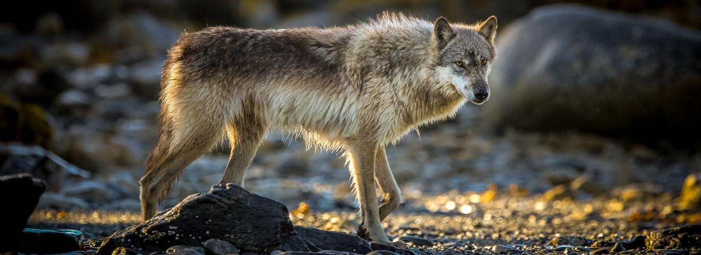 Working Among the Wolves Hakai Institute