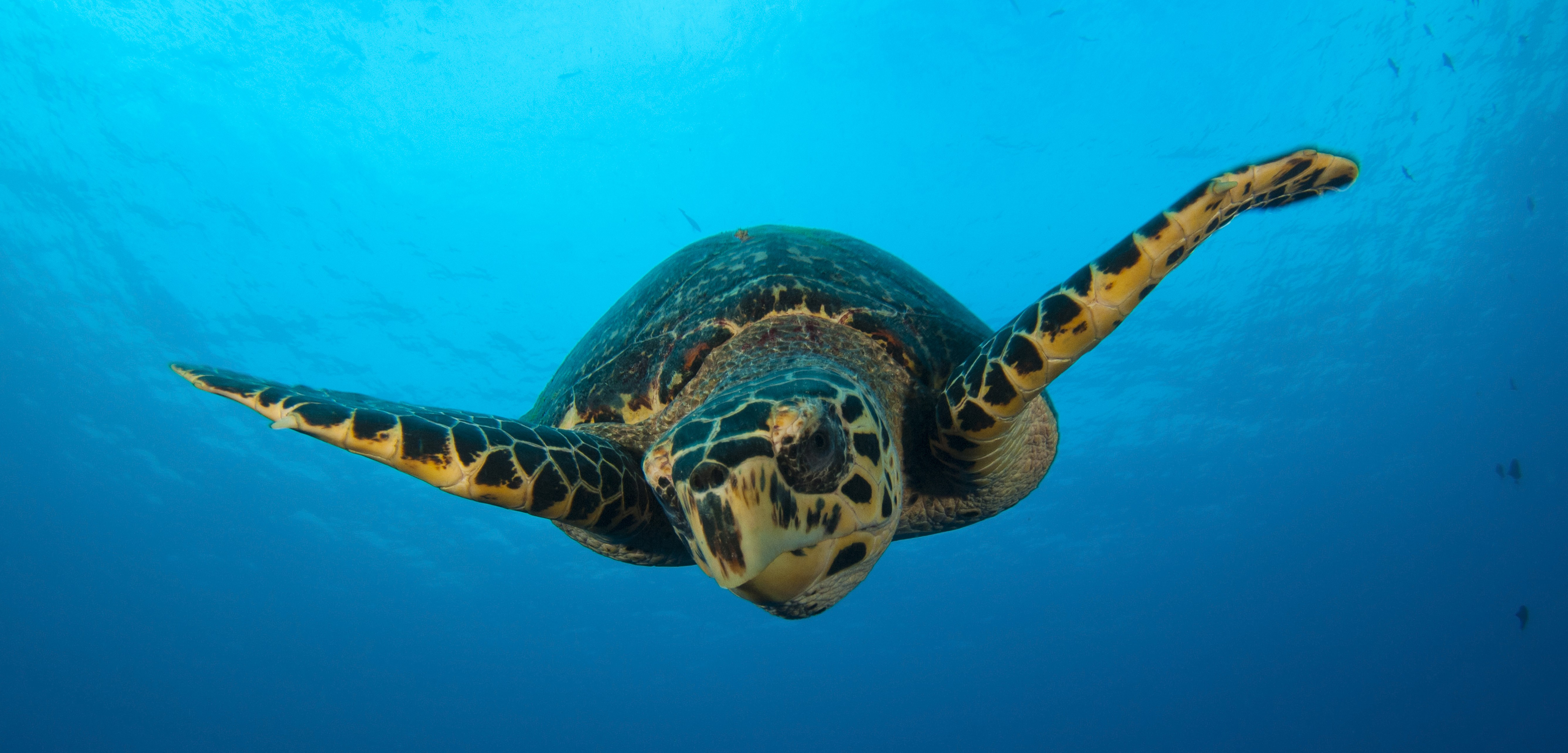 Talkin’ Turtles the Politics of Sea Turtle Conservation Hakai Magazine