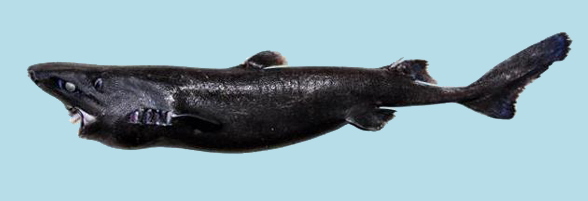 Meet the New “Ninja Lanternshark” Hakai Magazine