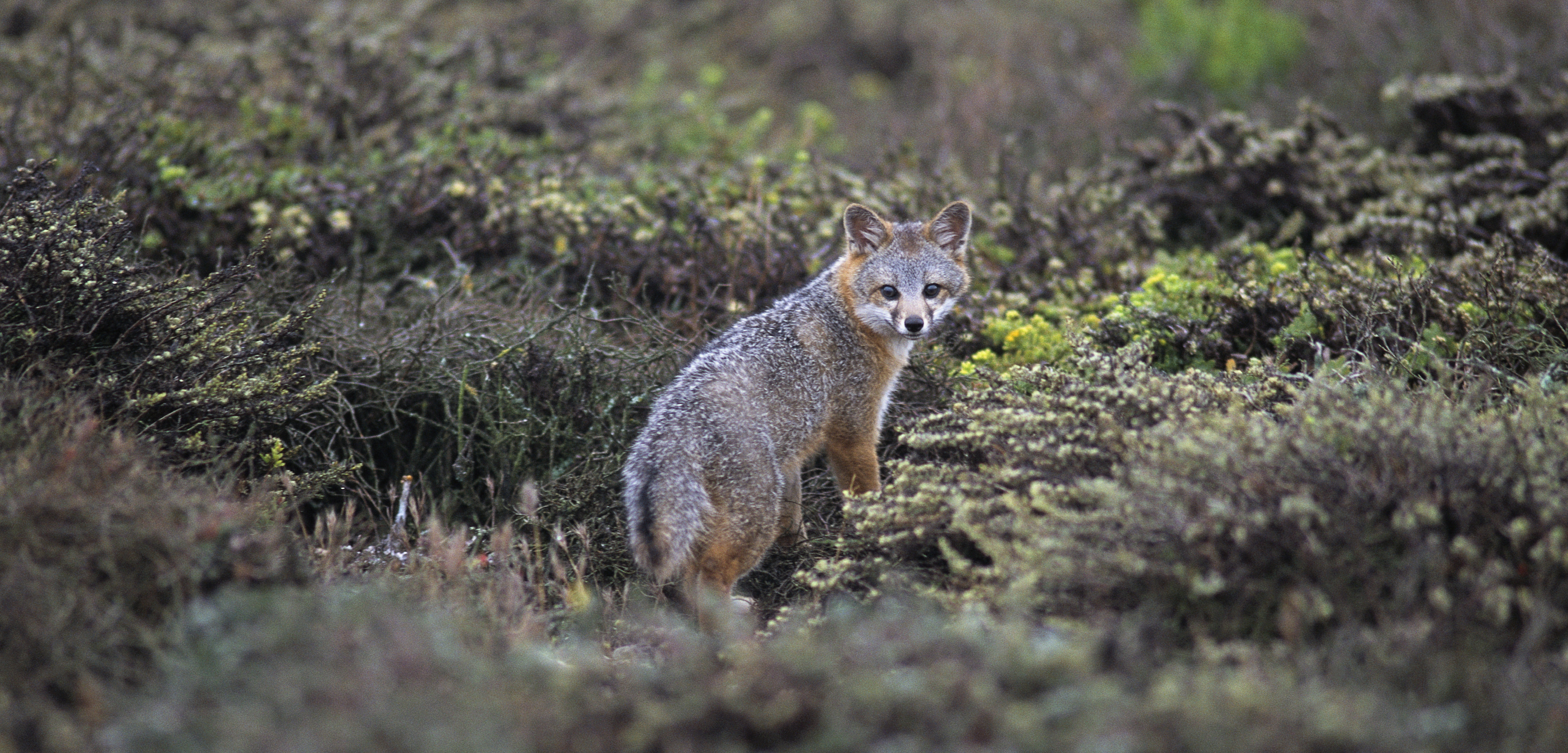 Island Fox