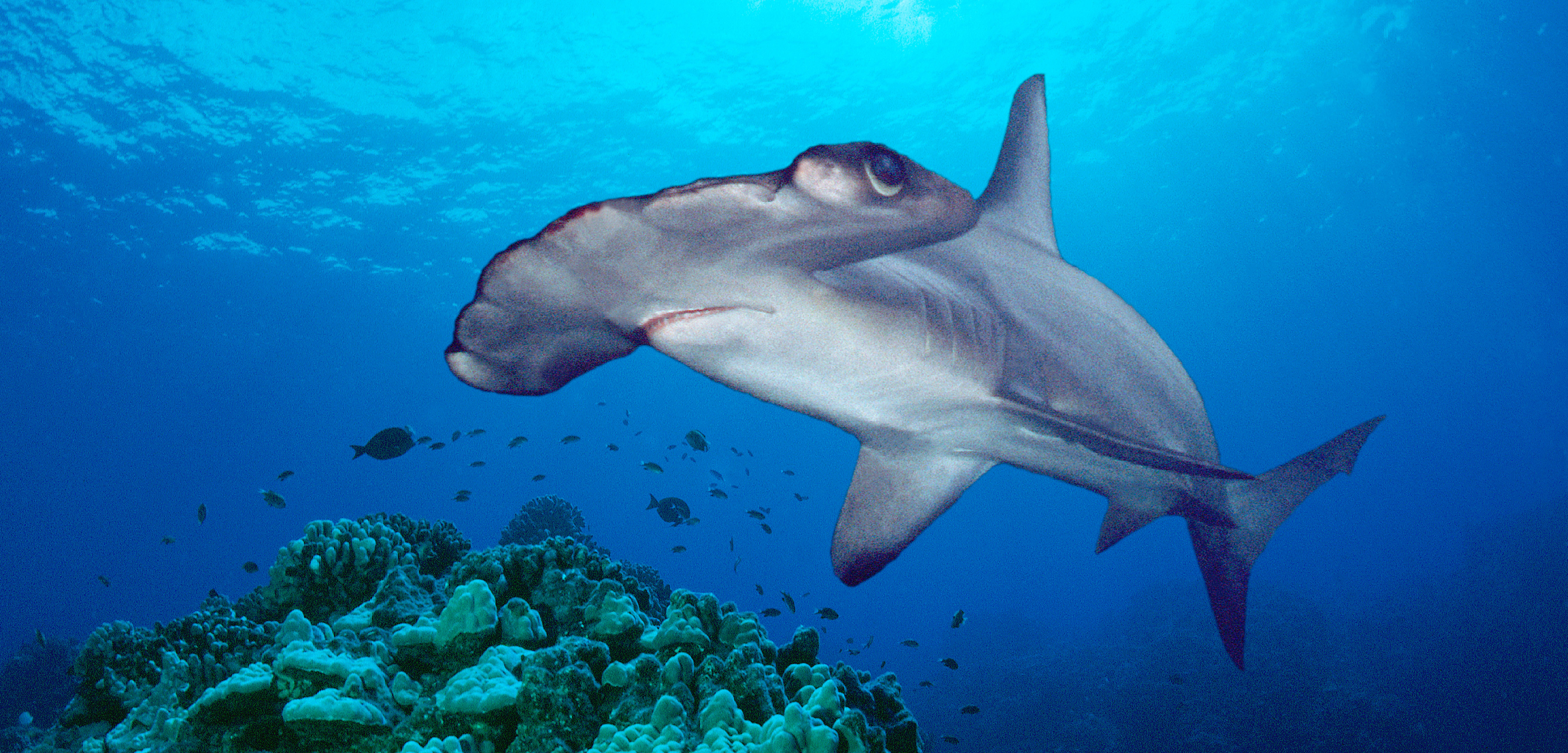 Scientists Discover a Likely Hammerhead Shark Nursery Hakai Magazine