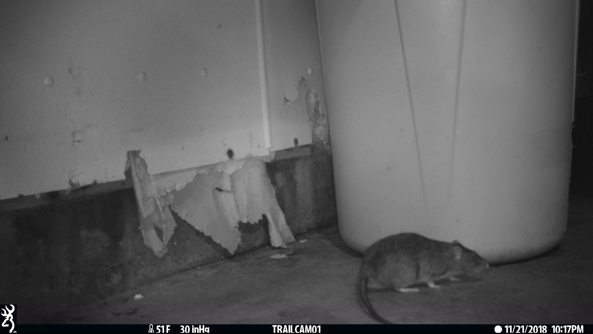 The Rat Spill Hakai Magazine