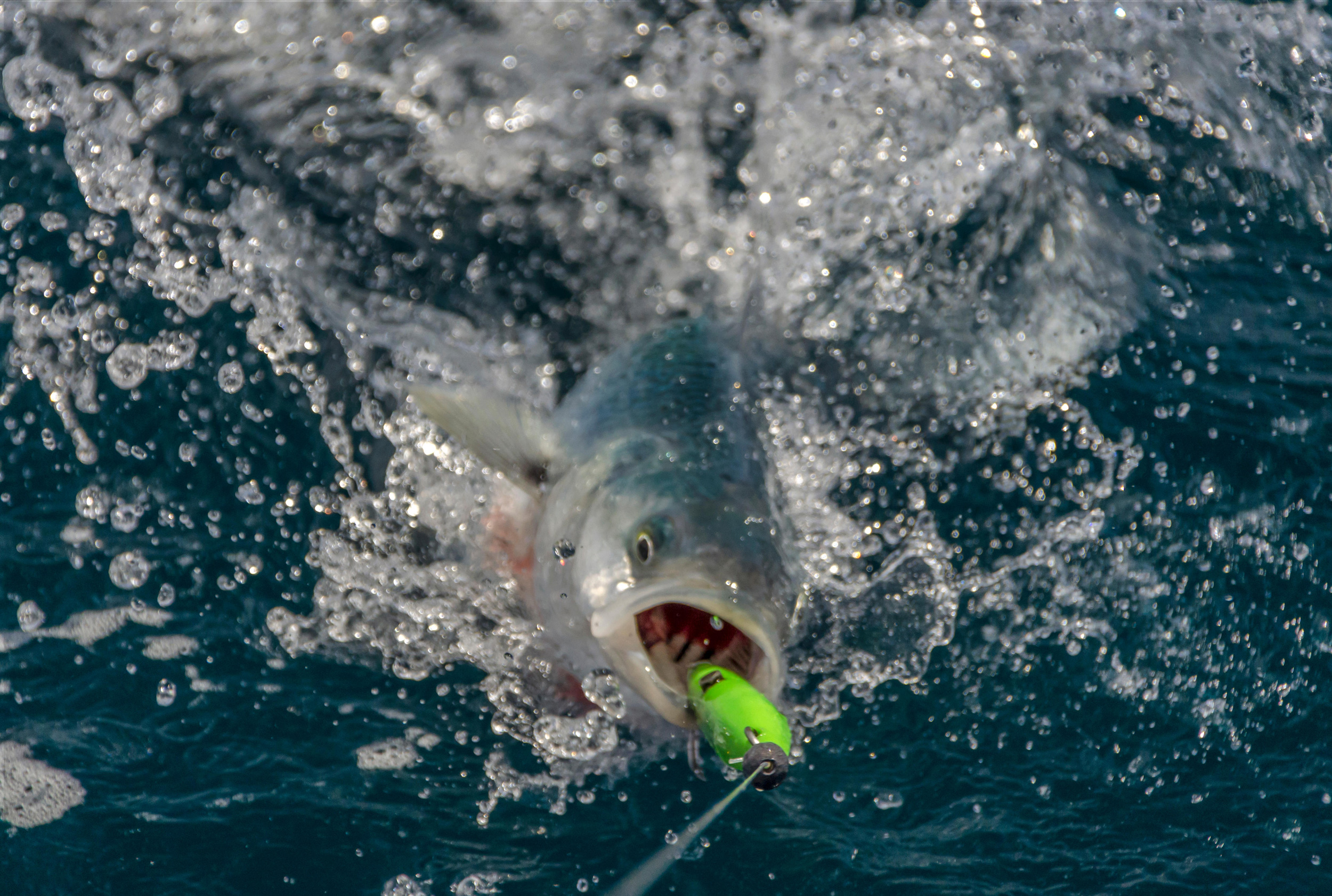 Fish Feel Pain. Now What? Hakai Magazine