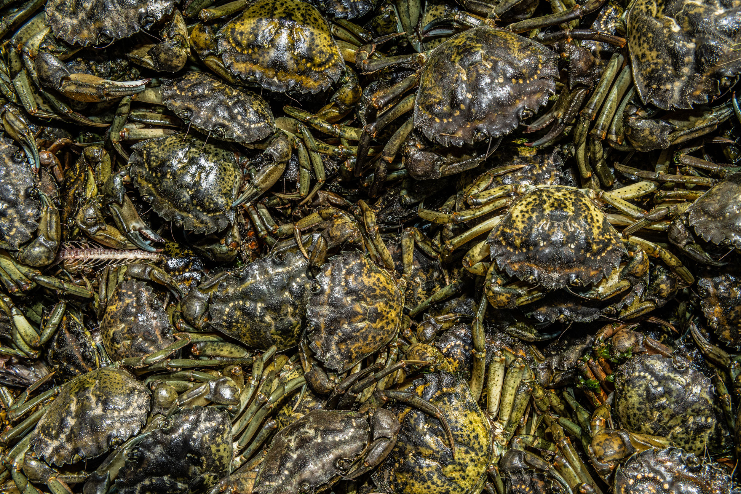 The Bright Side of the Green Crab Hakai Magazine