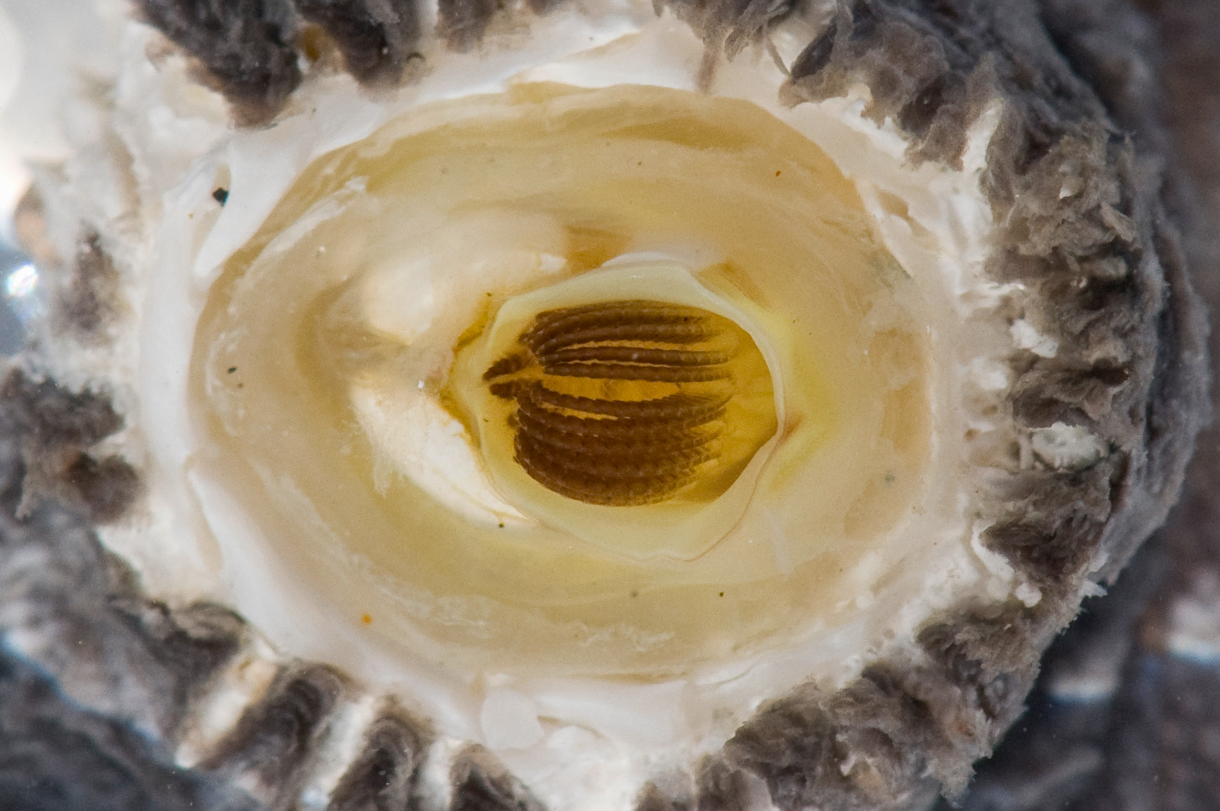 What Whale Barnacles Know Hakai Magazine