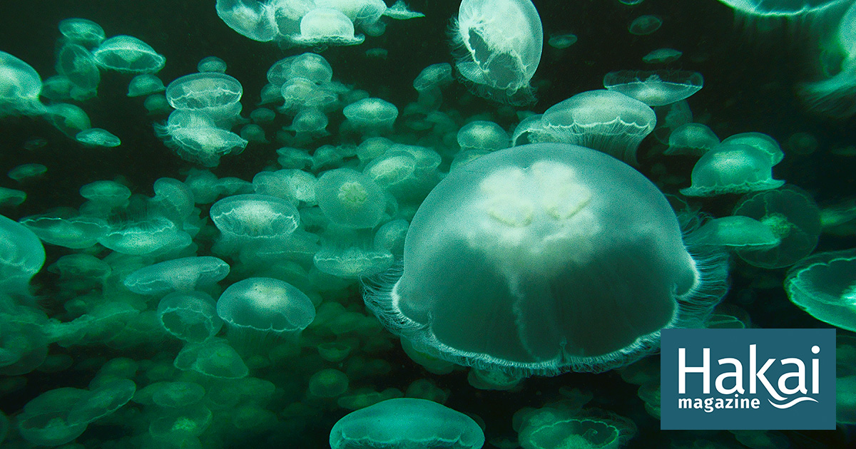 Gastrophysicists Are Using an Audiovisual Experience to Make Jellyfish