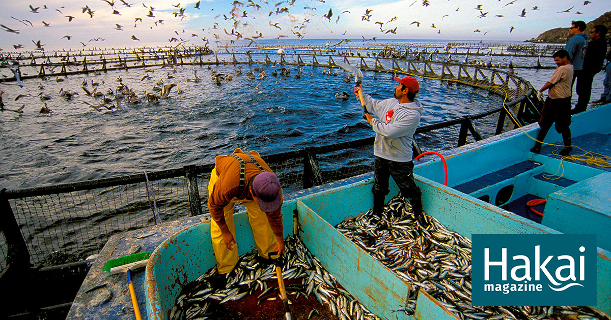 Taking the Fish Out of Fish Feed Hakai Magazine