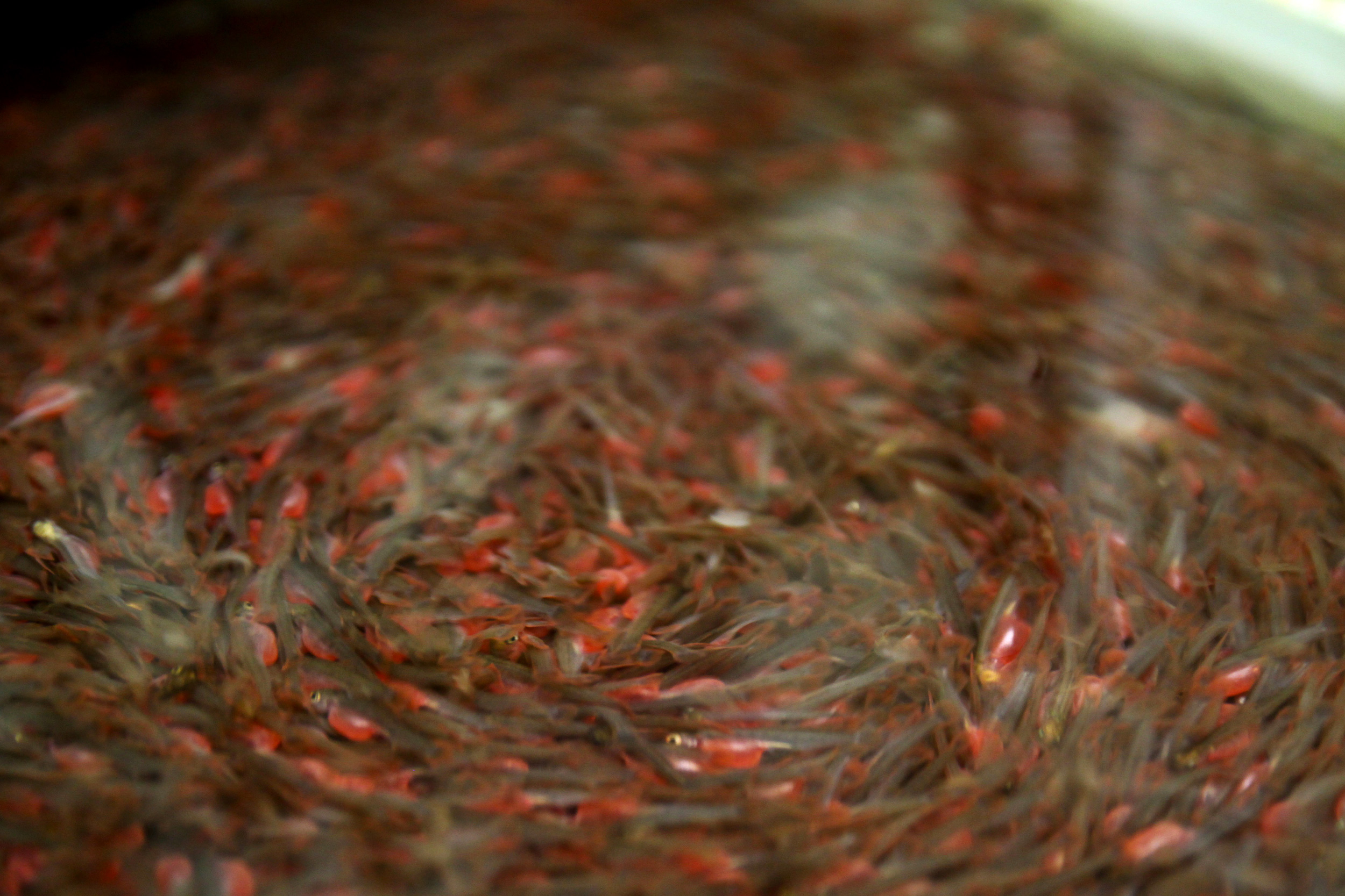 Hatchery Fish Often Fail in the Wild. Now We Might Know Why Hakai