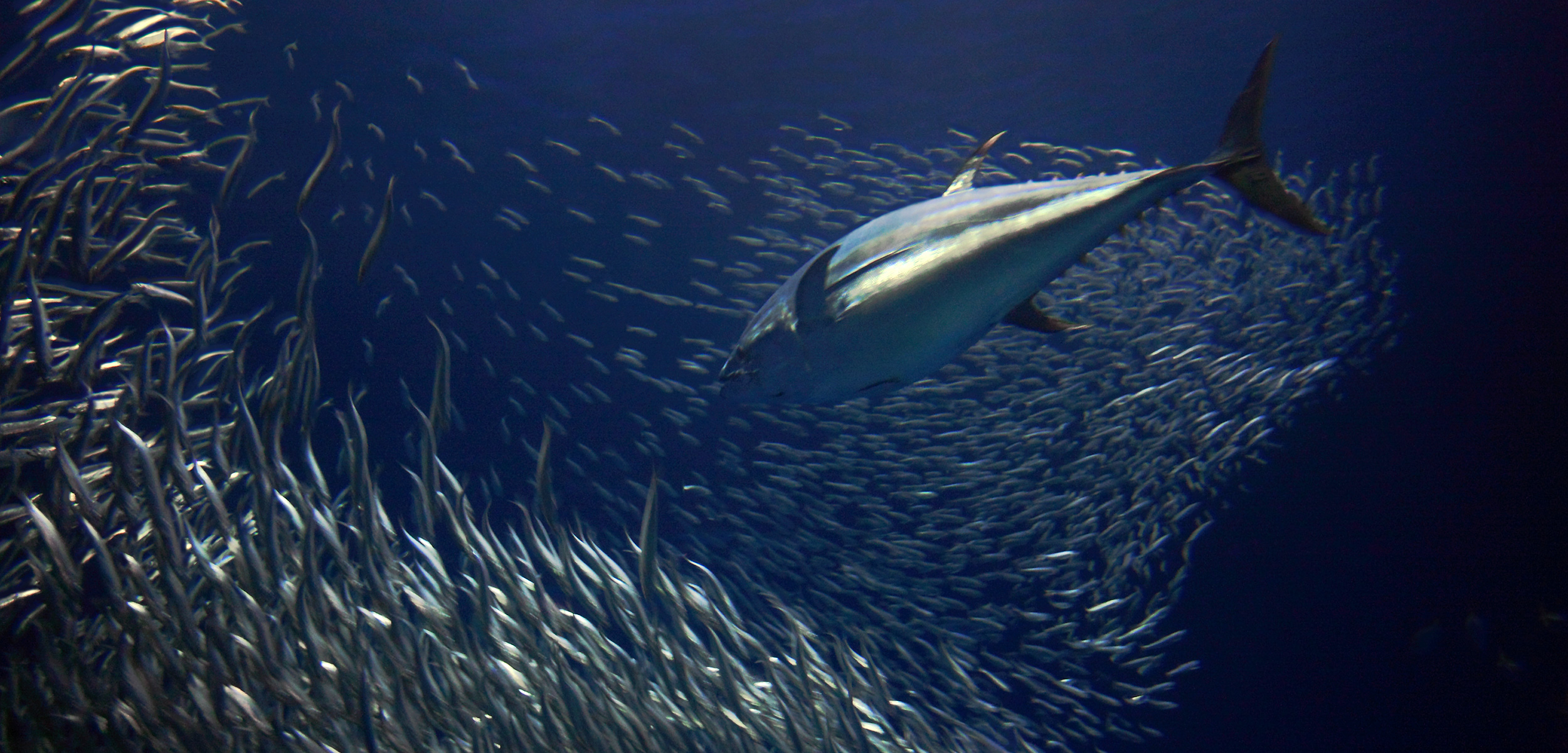 Atlantic Bluefin Tuna Feeding