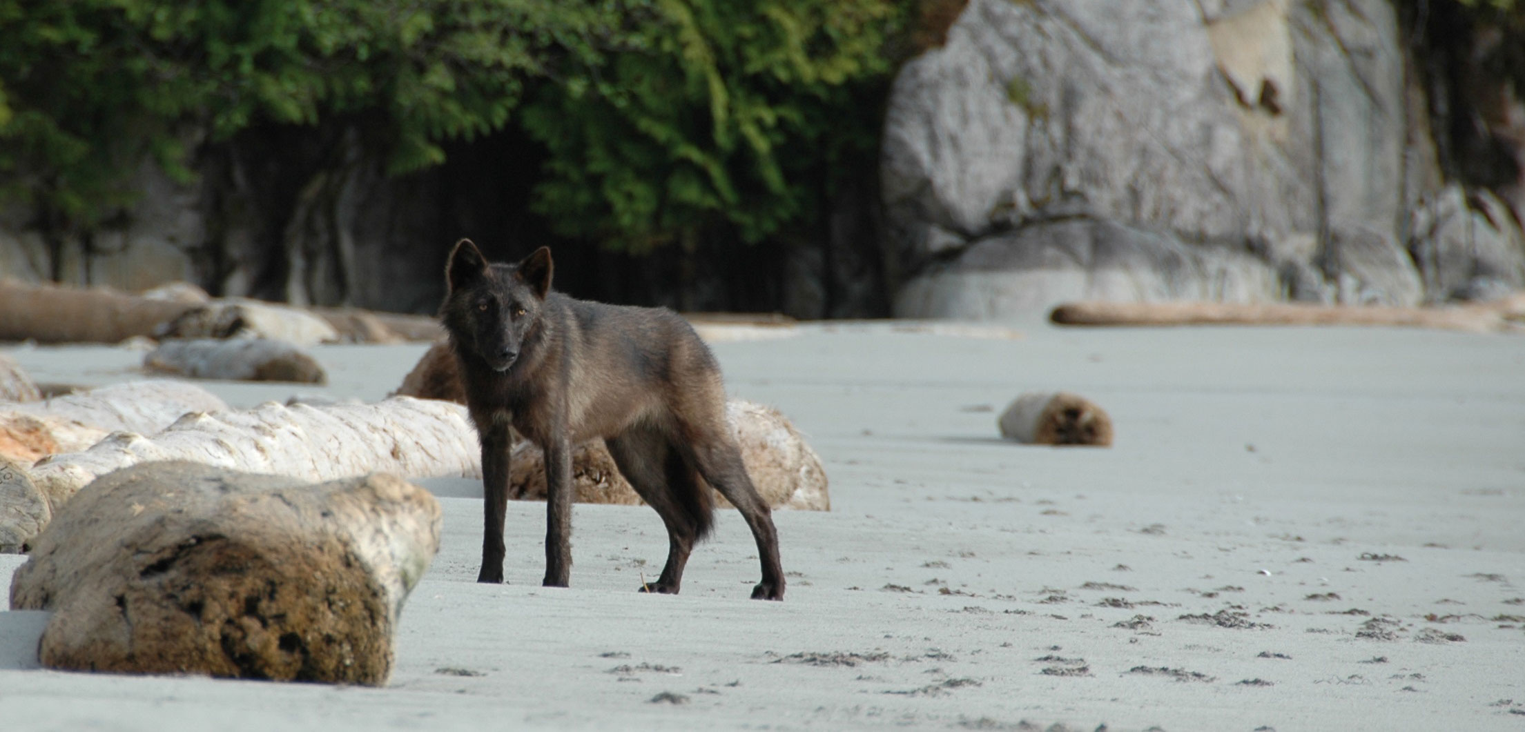 Some of the Pacific Northwest’s Wolves Have Coastal Genes Hakai Magazine