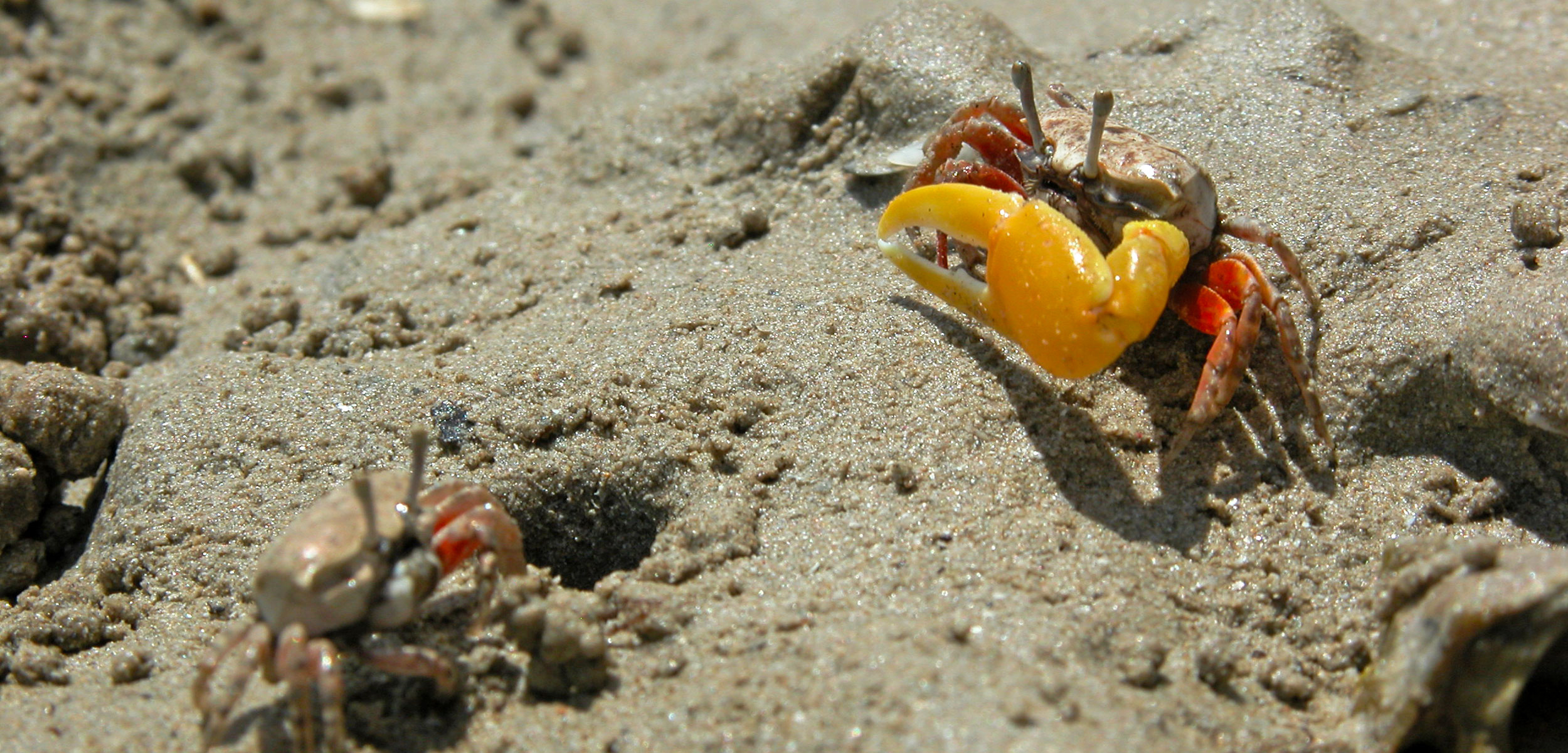 The Confusing Social Lives of Fiddler Crabs Hakai Magazine