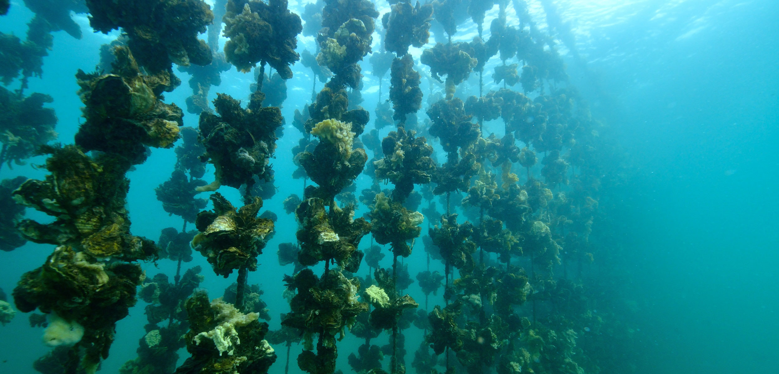 Who Will Eat All These Oysters? Hakai Magazine