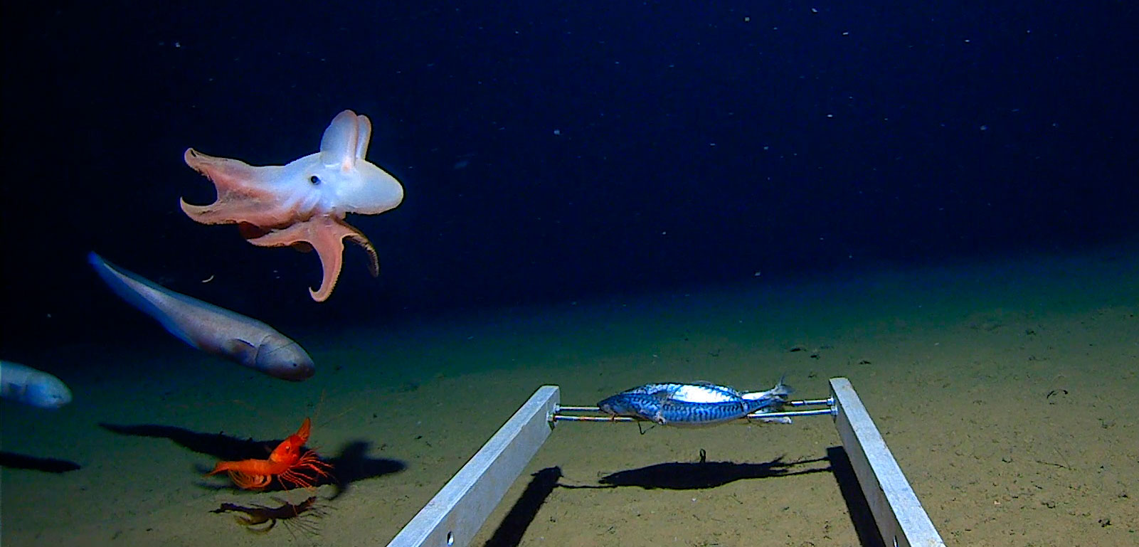 Seeing Inside the Newly Discovered Emperor Dumbo Octopus Hakai Magazine