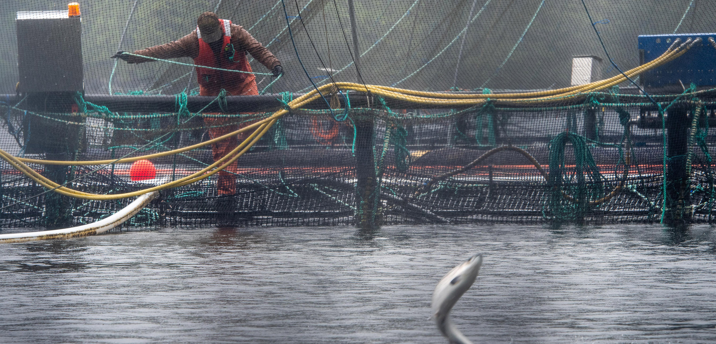 Scientists Level New Critiques of Fisheries and Oceans Canada’s
