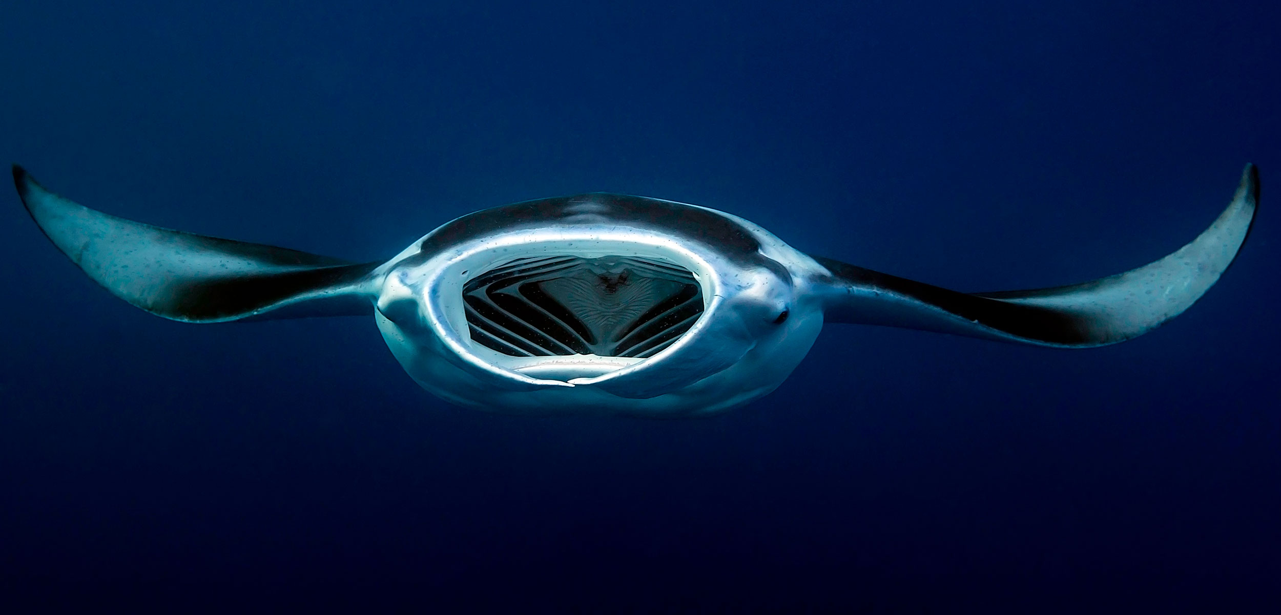 Reef Manta Reaches New RecordBreaking Depth Hakai Magazine