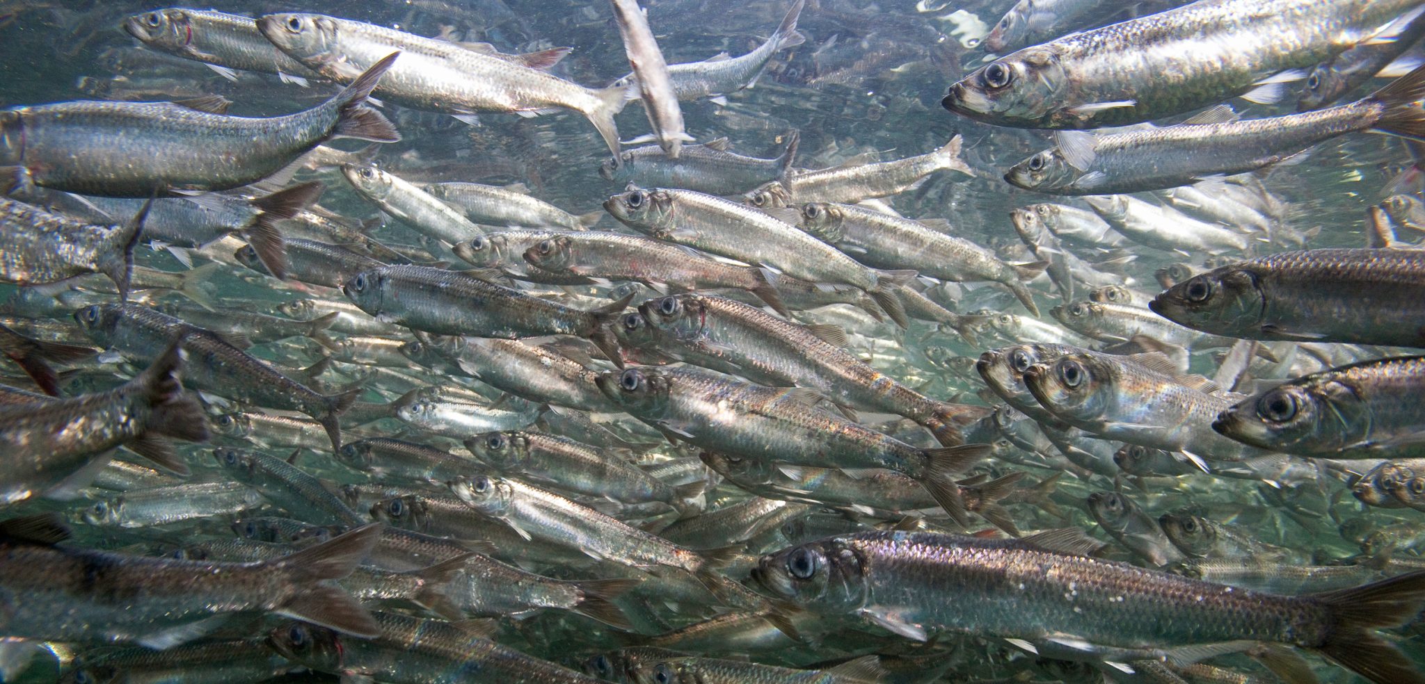 How Do Herring Learn to Migrate? Go to Schools Hakai Magazine