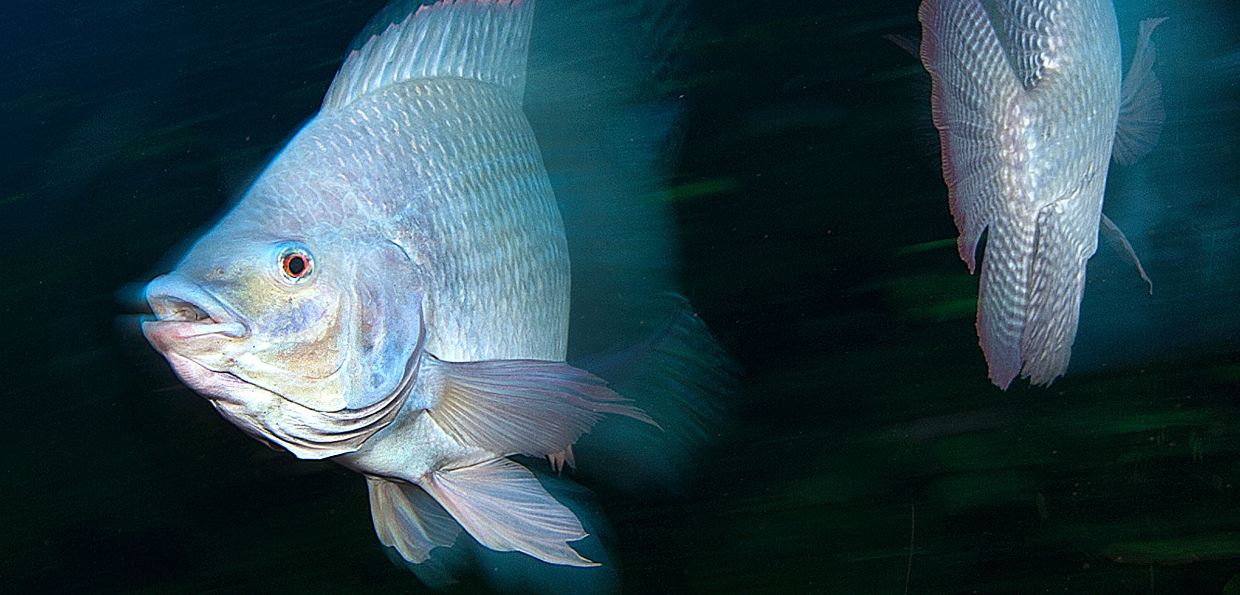 Scientists Gave Fish Marijuana to See if It Would Make Them Relax