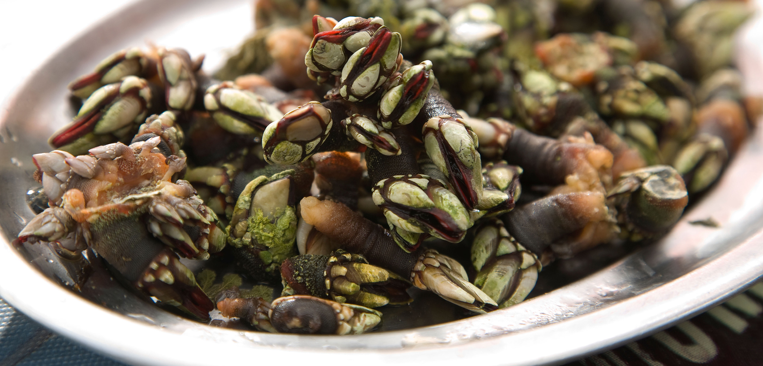Budding Barnacle Bonanza Hakai Magazine