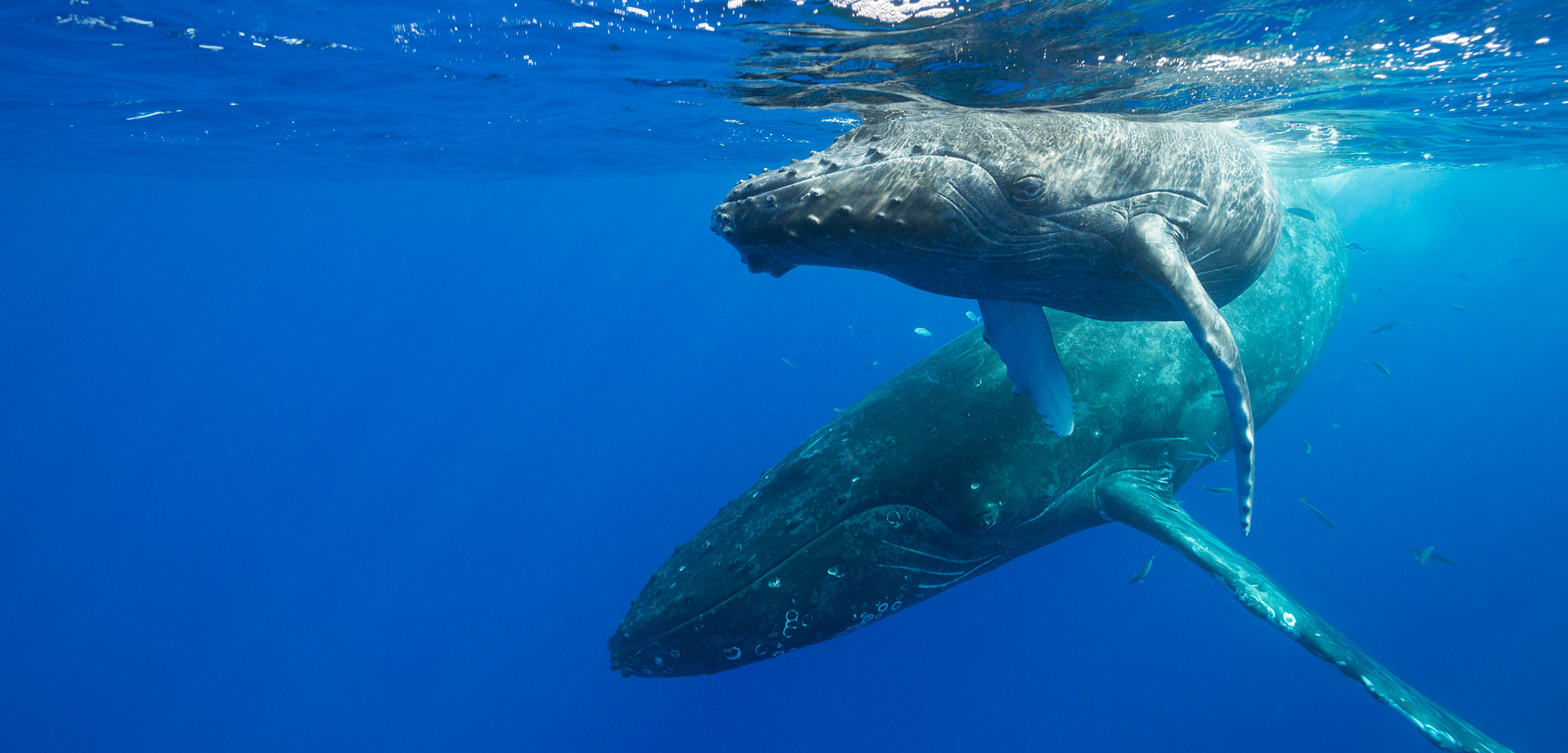 Whale Songs Tell a New Story about Humpback Migrations Hakai Magazine