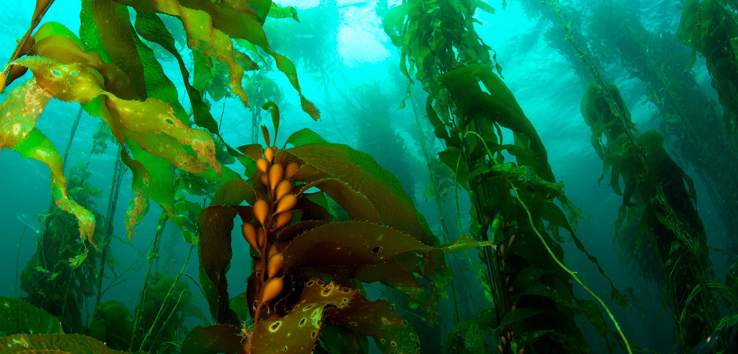 Capturing Carbon with Underwater Gardening Hakai Magazine