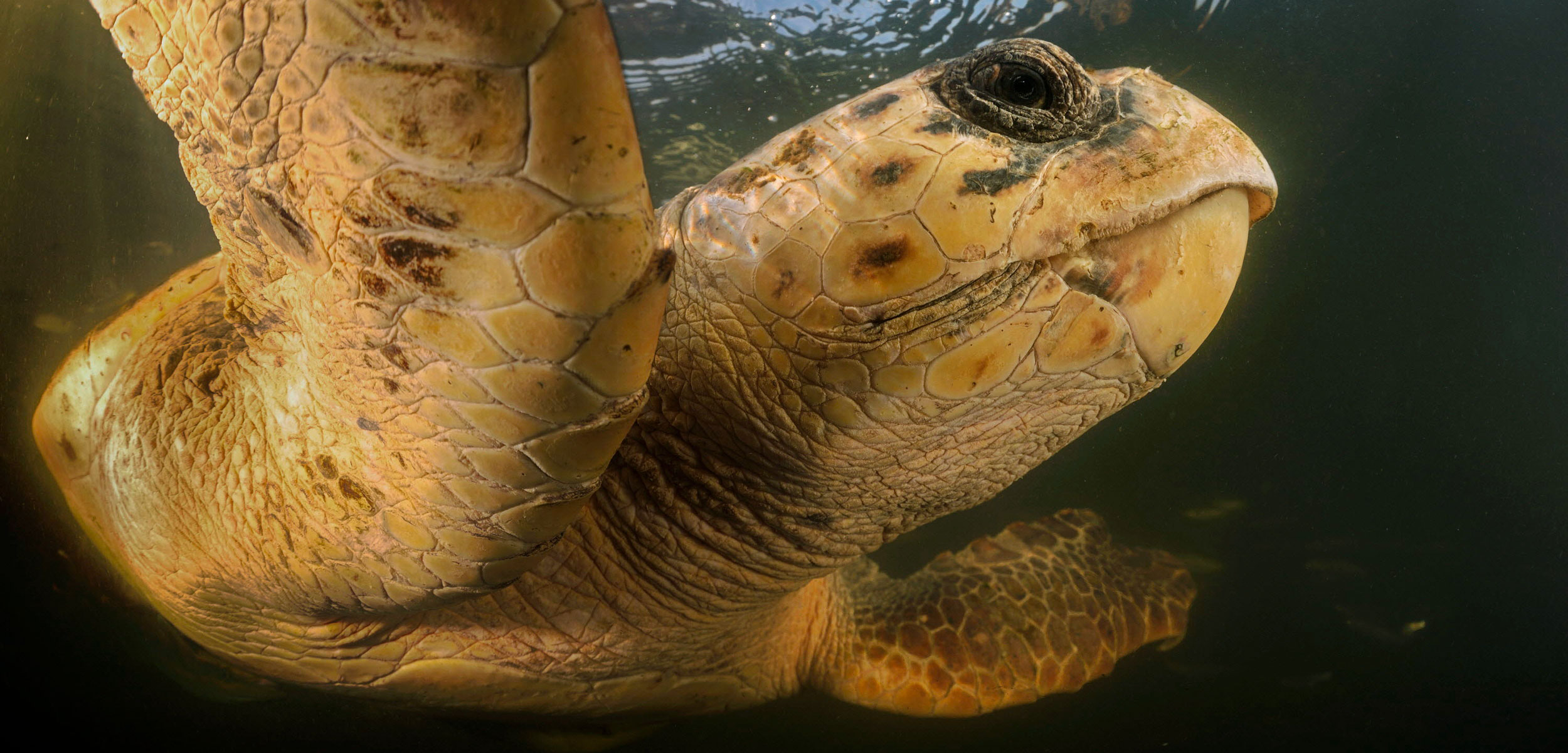 The Infinitesimal Life Aboard Sea Turtles Hakai Magazine