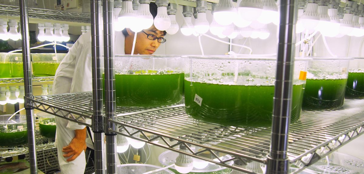 Biofuel Made from Algae Isn’t the Holy Grail We Expected Hakai Magazine