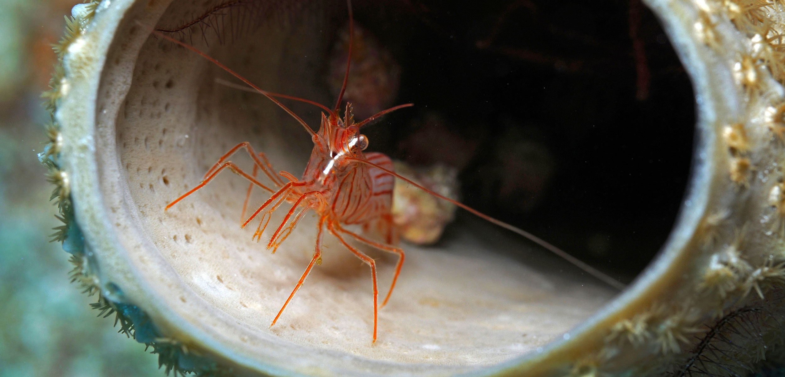 On Fish Farms, Peppermint Shrimp Clean Up Nicely Hakai Magazine