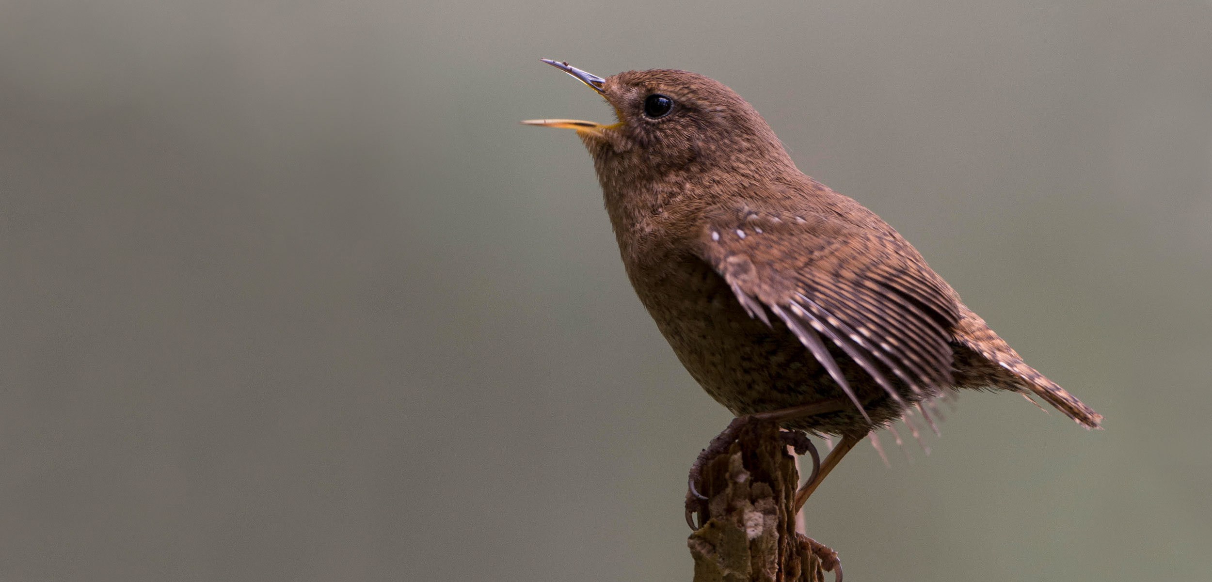 For Birds, Life Is Different in a Metropolis Hakai Magazine