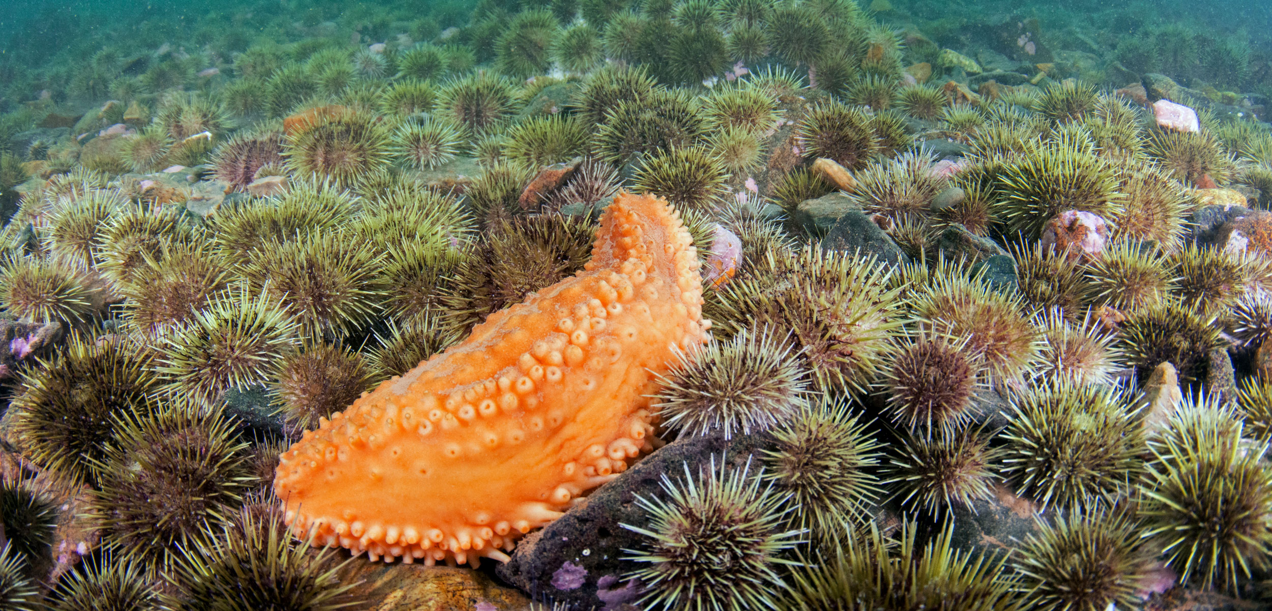 Sea Cucumbers Keep Rollin’ Rollin’ Rollin’ Hakai Magazine