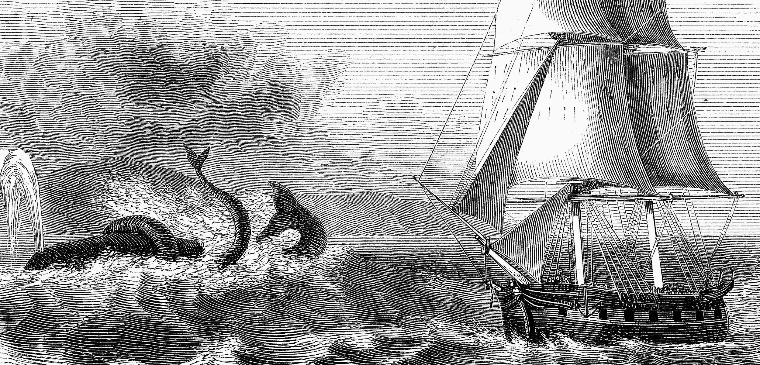 Hark! A Sea Monster! (Oh, No, Just a Dying Whale) Hakai Magazine