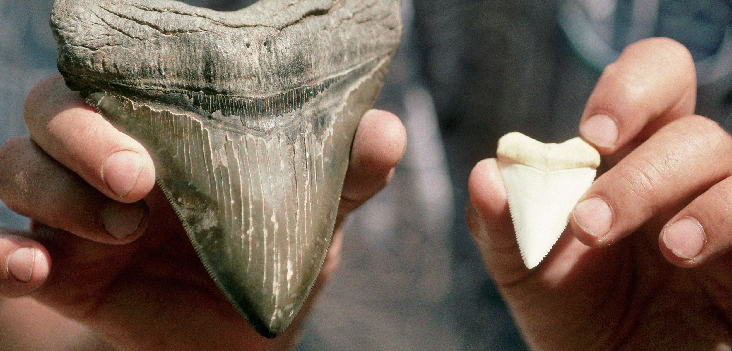 Great White Shark Vs Megalodon Teeth Teeth Poster
