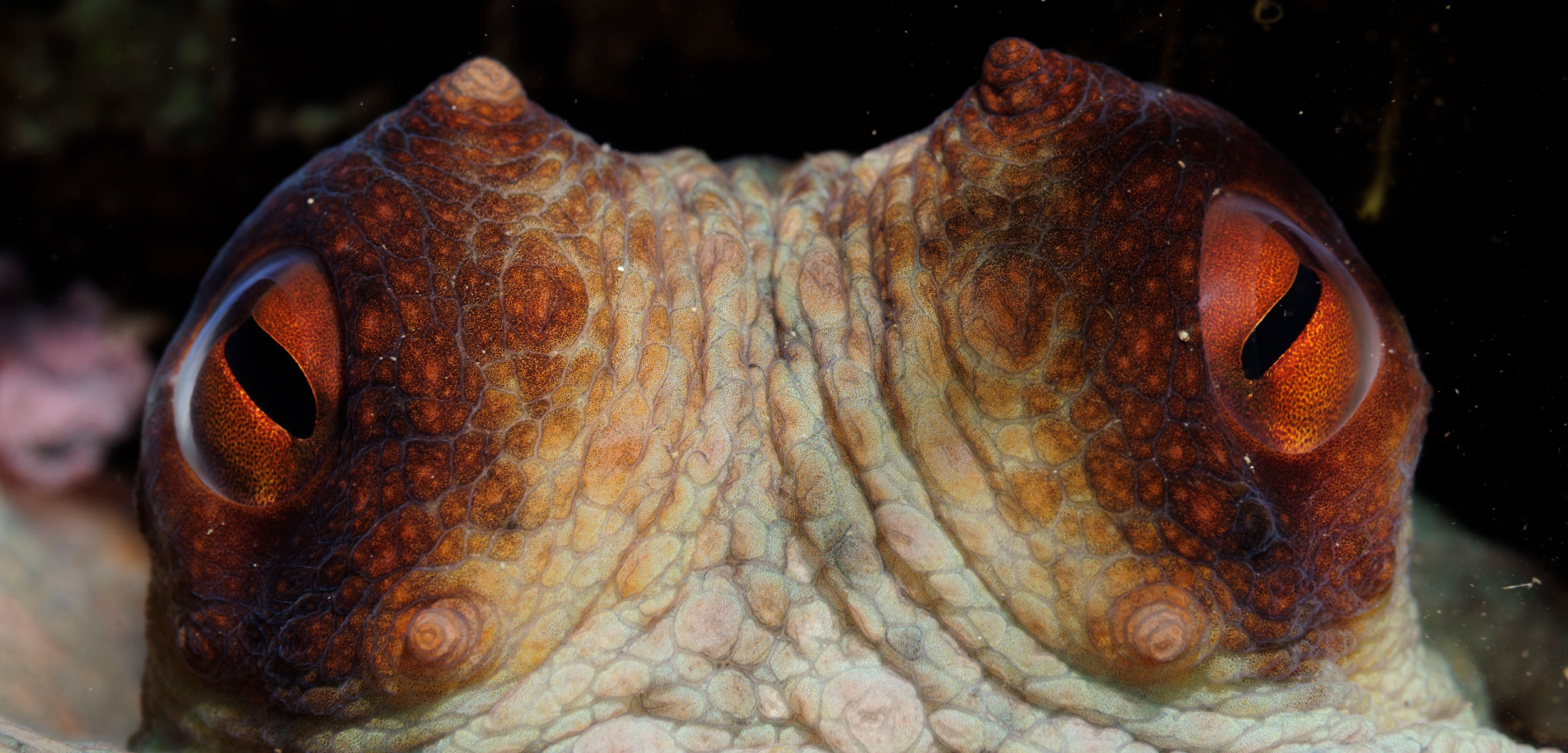 Can We Really Be Friends with an Octopus? Hakai Magazine