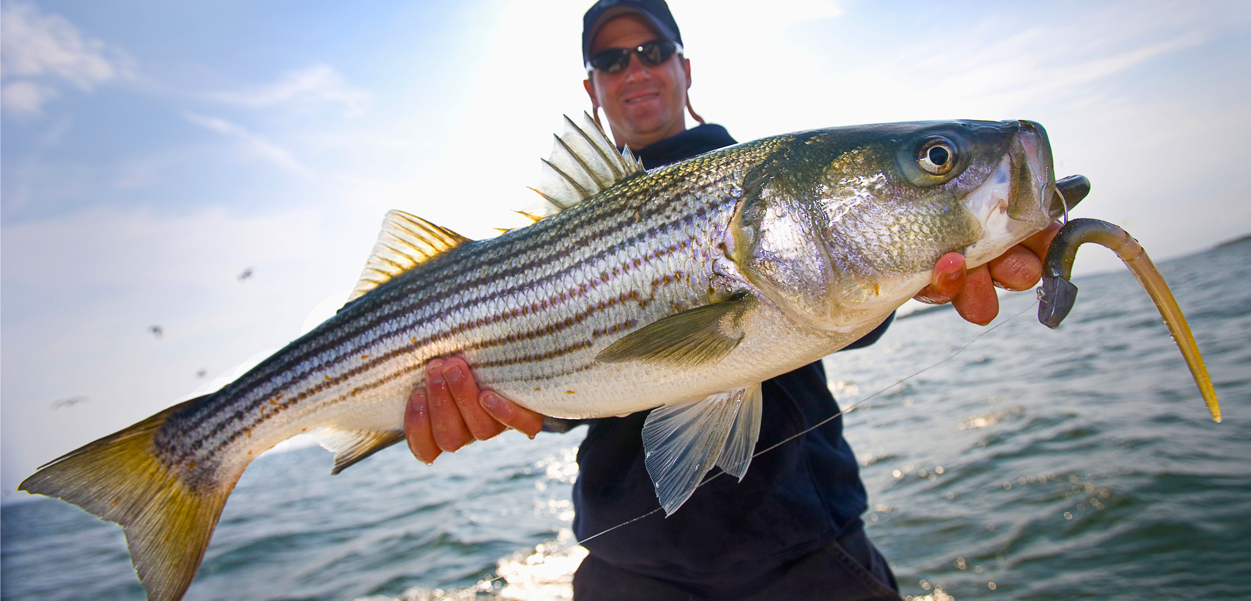 Deciding the Future of Massachusetts’s Striped Bass Hakai Magazine
