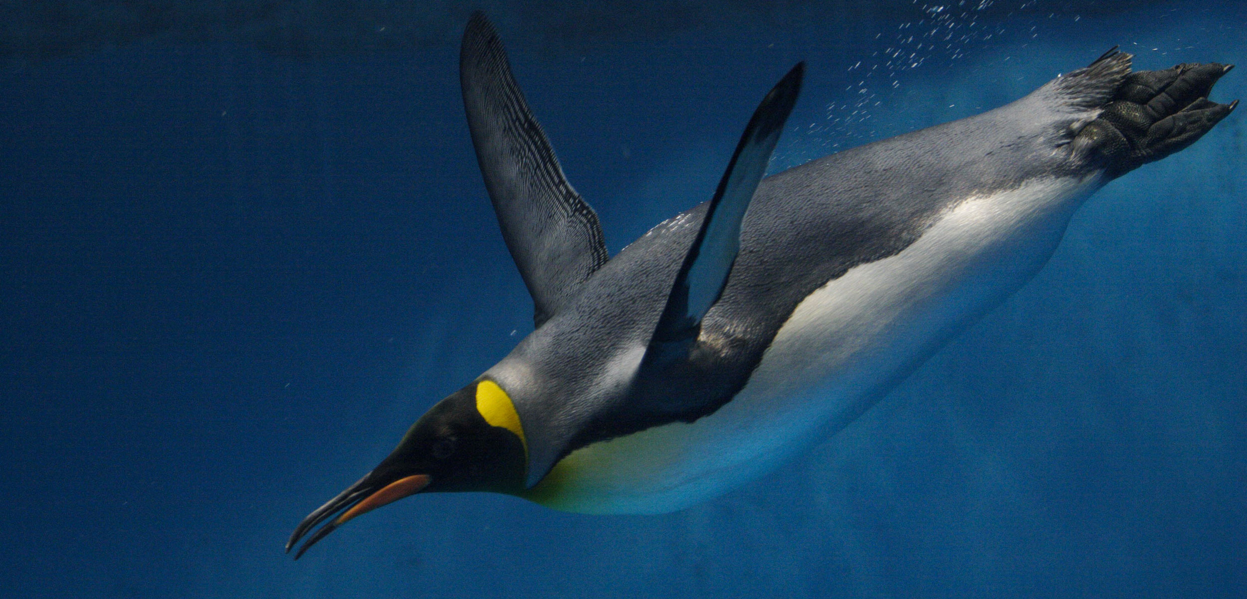 Penguins Call Underwater Hakai Magazine