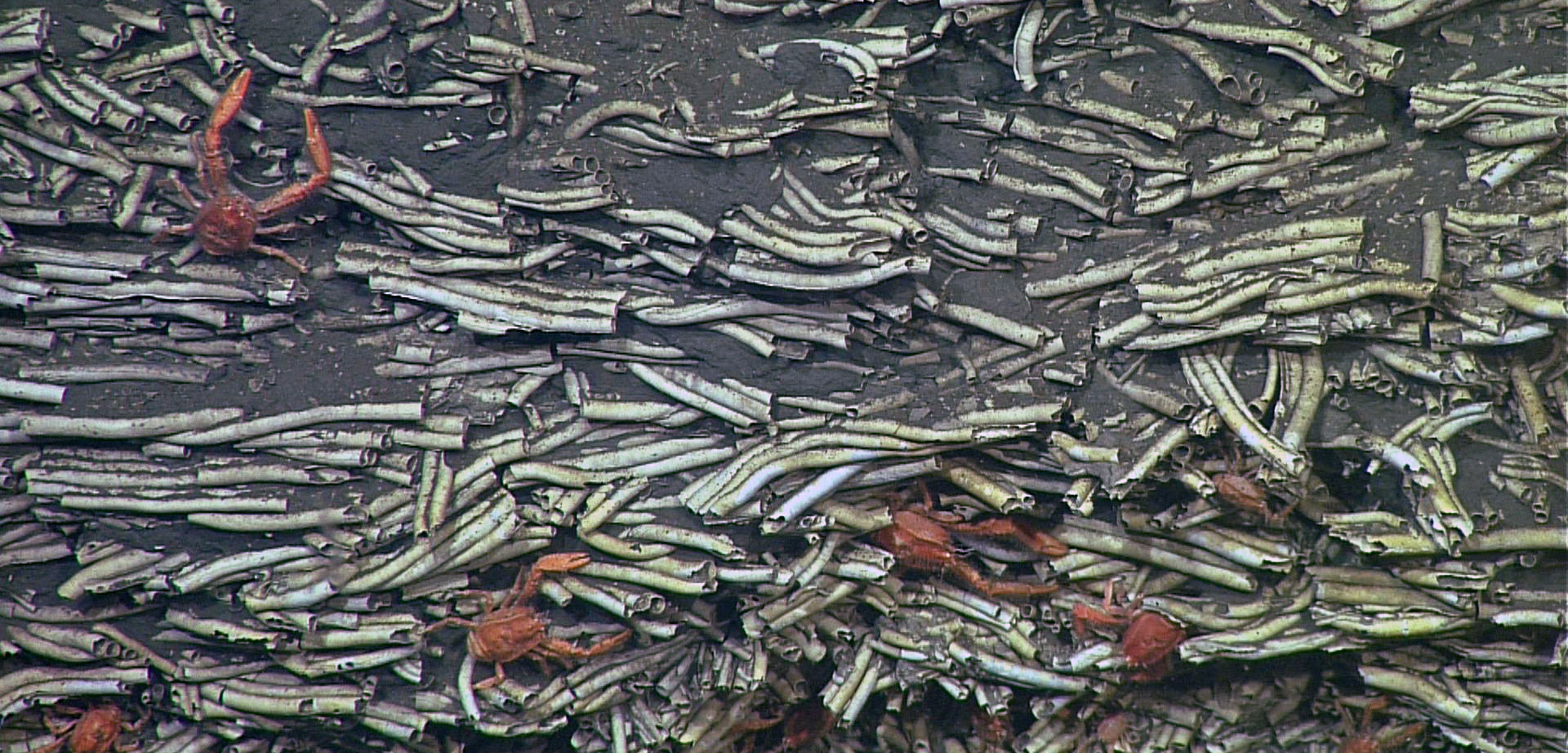 The Hotel California of Fossilized Worms Hakai Magazine