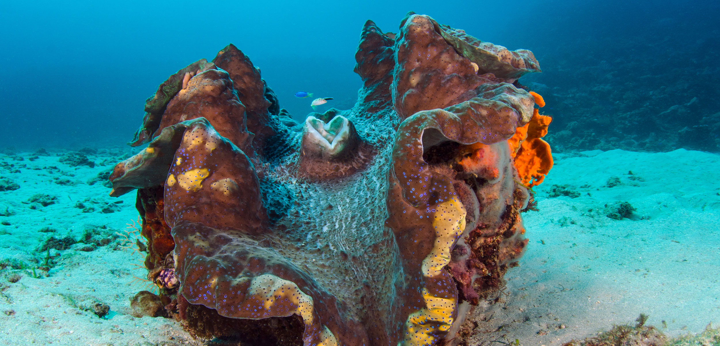 Raising Giants Hakai Magazine