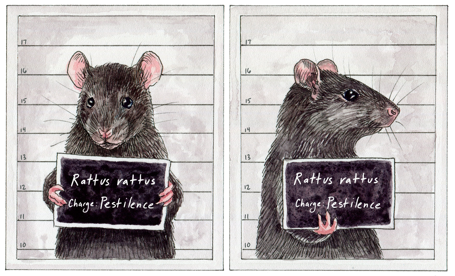 Rats Not Eating Poison Blocks Unveiling the Mystery Living in Style