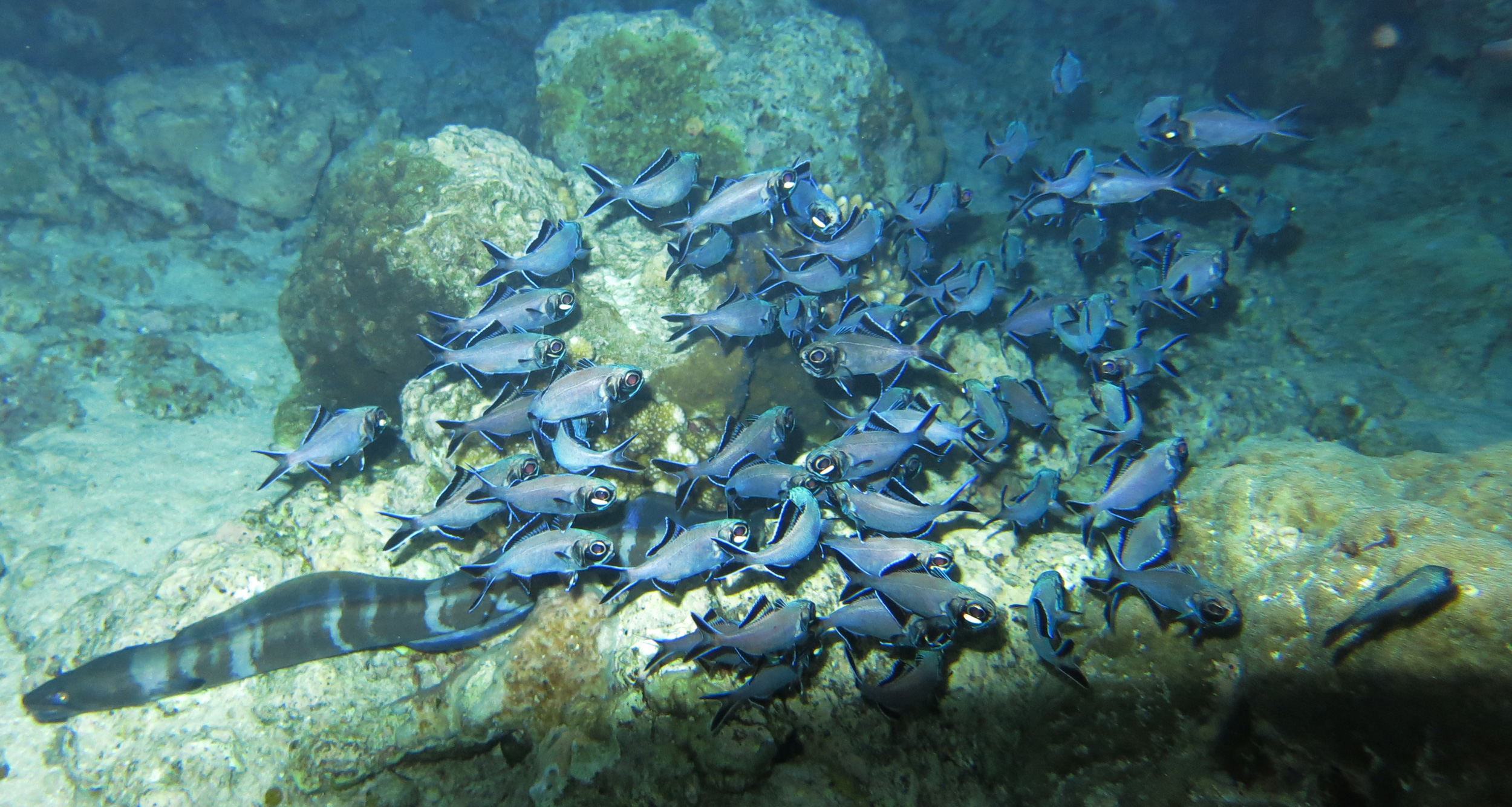 The Fish That Hunts with Flashlights Embedded in Its Face Hakai Magazine