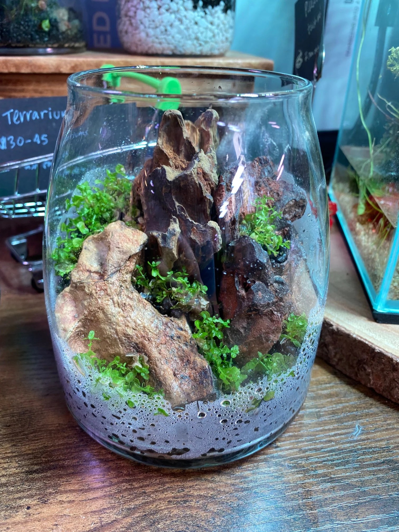 Enclosed Terrarium Hakkai Aquascape Design Gallery San Diego
