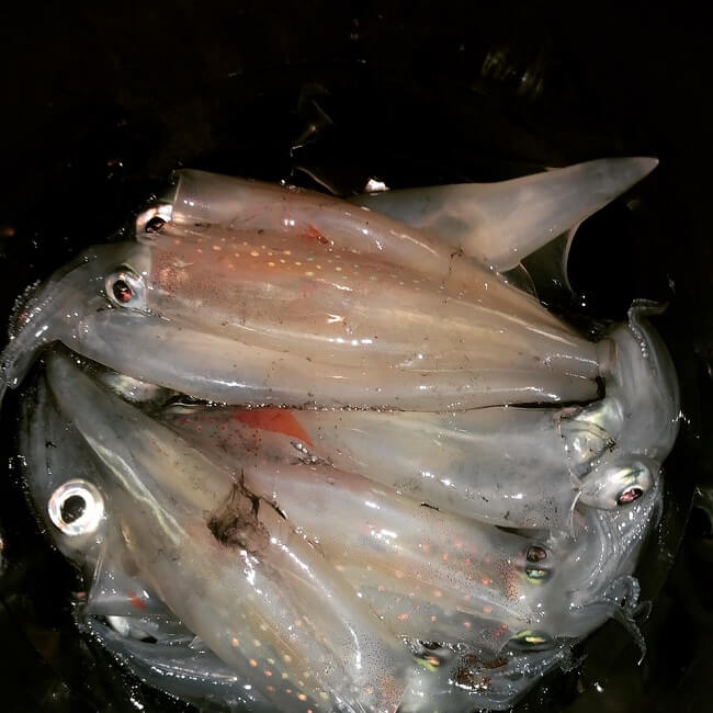 √完了しました！ 函館 イカ 釣り 時期 461585函館 イカ 釣り 時期