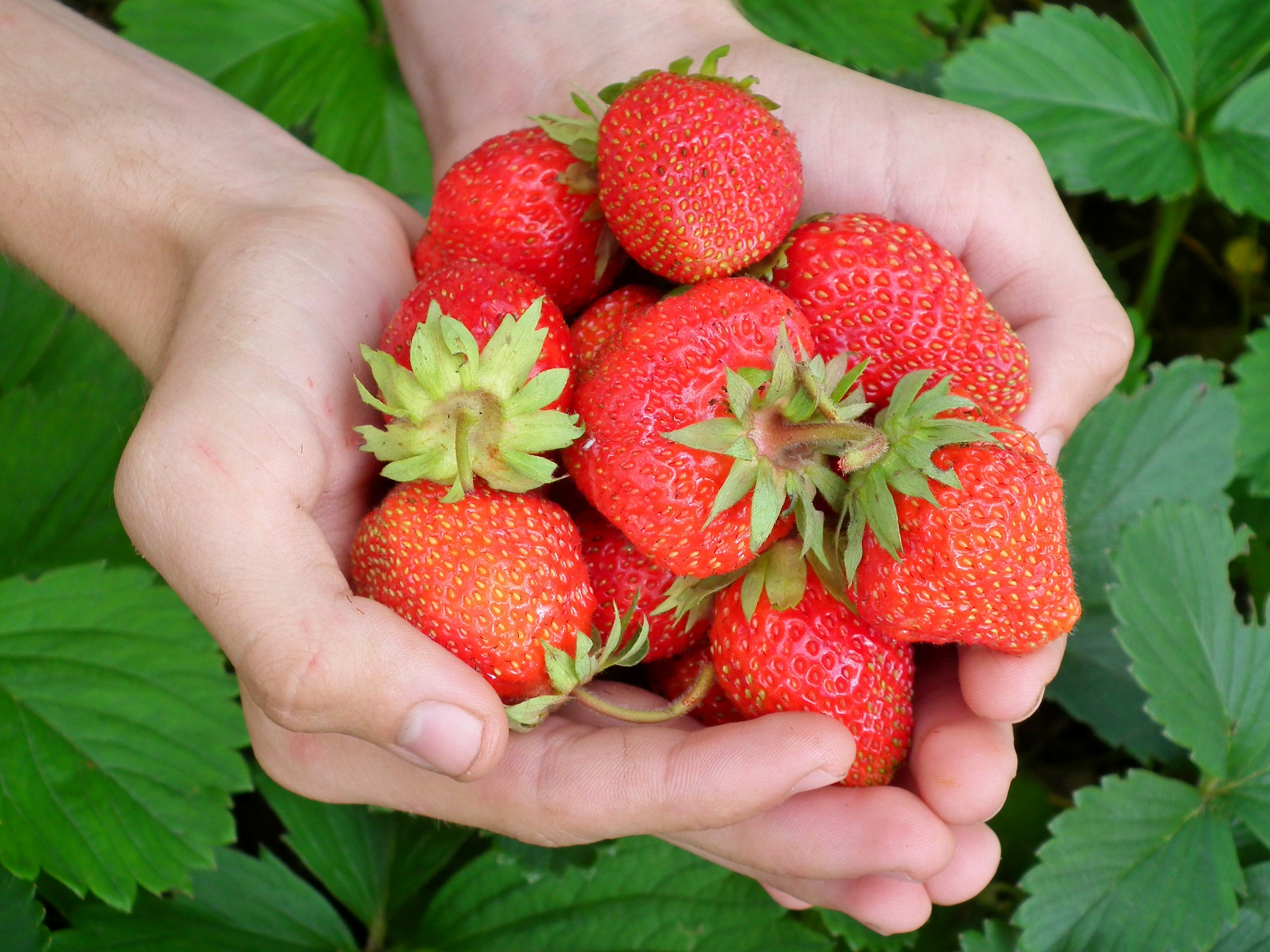 How This City Council Staff Innovated Urban Strawberry Farming For