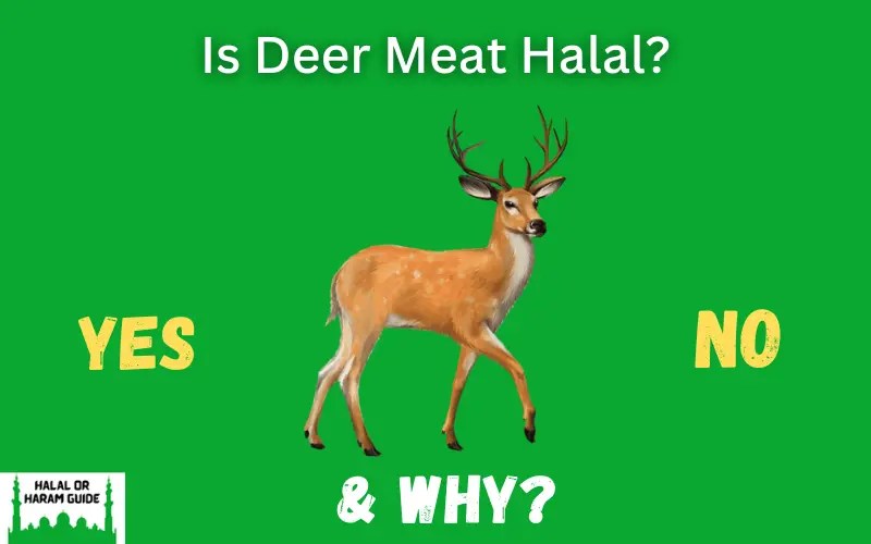 Is Deer Meat Halal (Venison) In Islam?