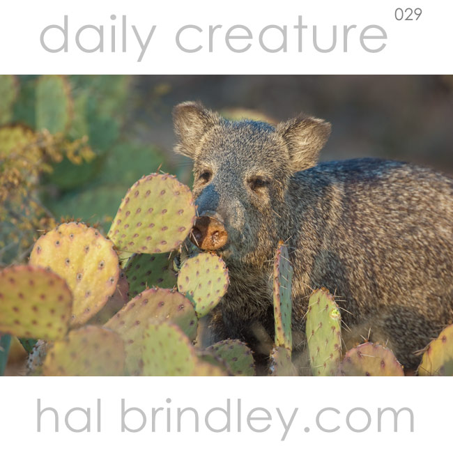 Daily Creature 29 Collared Peccary Hal Brindley Wildlife Photography