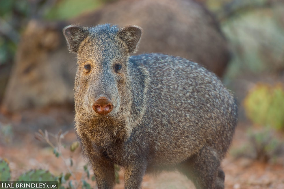 Daily Creature 29 Collared Peccary Hal Brindley Wildlife Photography