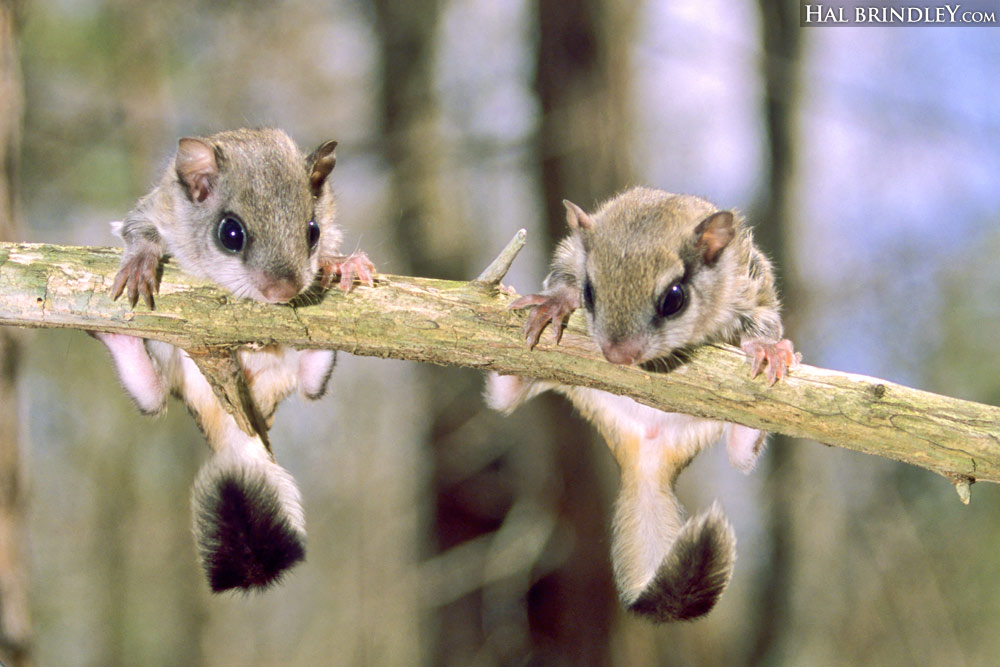 Daily Creature 89 Southern Flying Squirrel Hal Brindley Wildlife