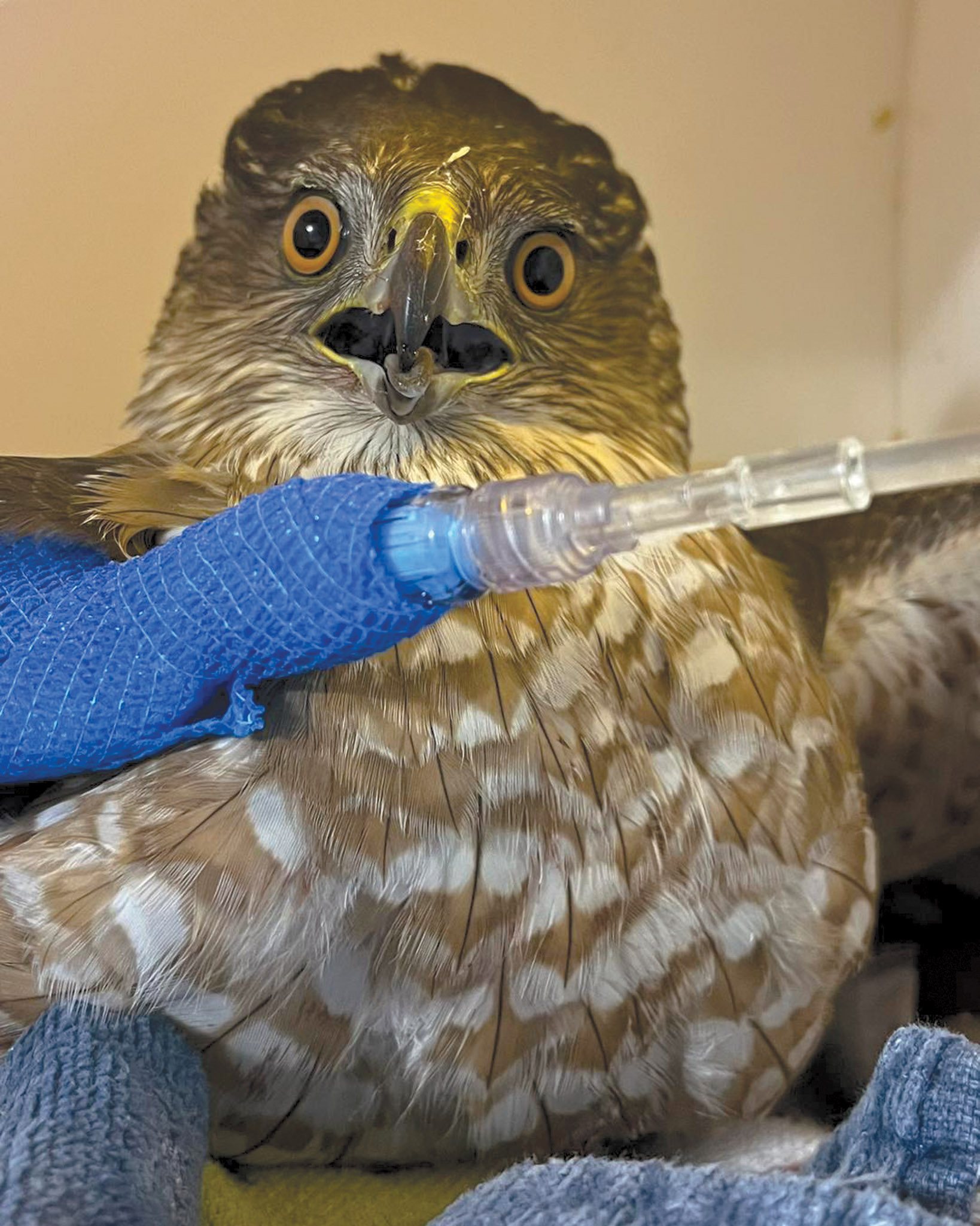 Where the Wild Things Are What’s happening at Hobbitstee Wildlife